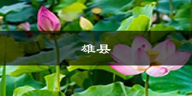 雄县天气预报未来一周
