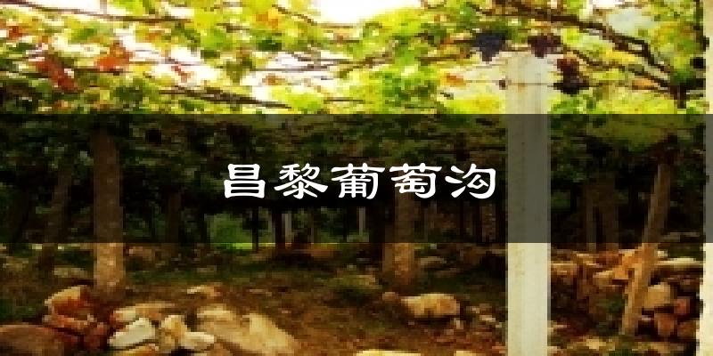昌黎葡萄沟气温