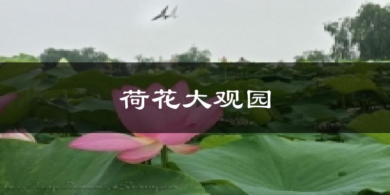 荷花大观园气温