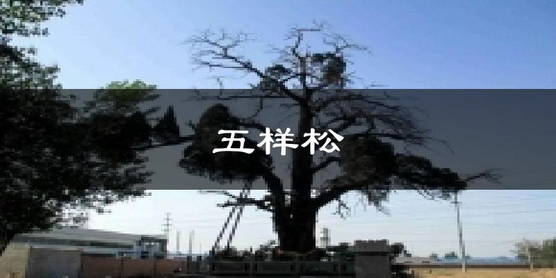 五样松气温