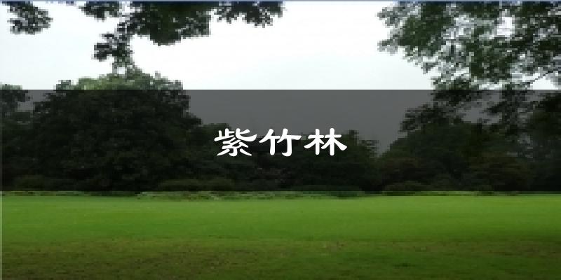 紫竹林气温