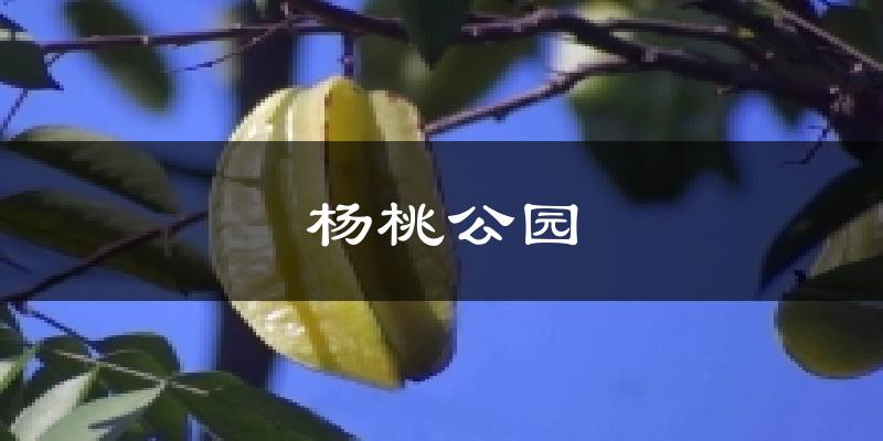 杨桃公园气温