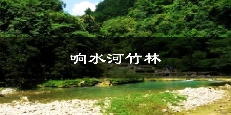 响水河竹林今日天气