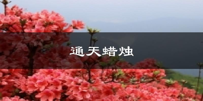 通天蜡烛气温