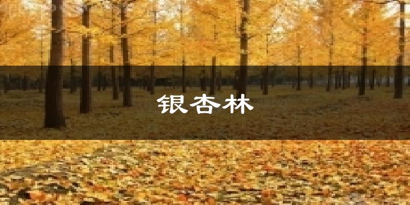 灵川银杏林天气预报未来一周