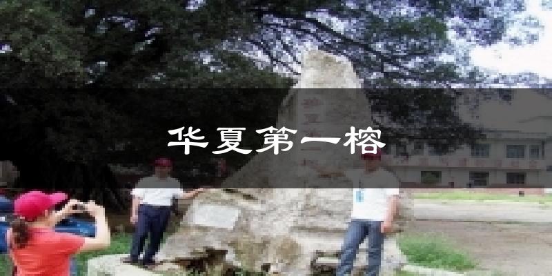 华夏第一榕气温
