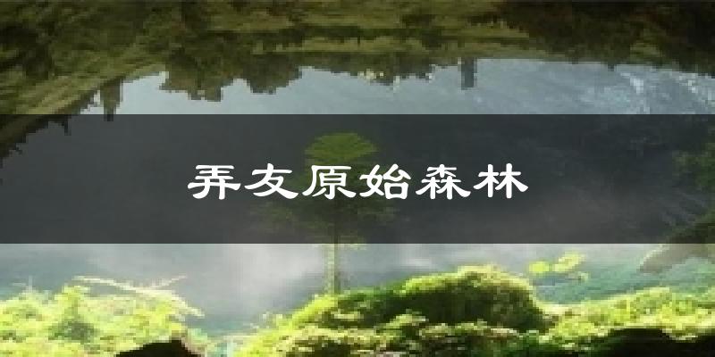 弄友原始森林气温